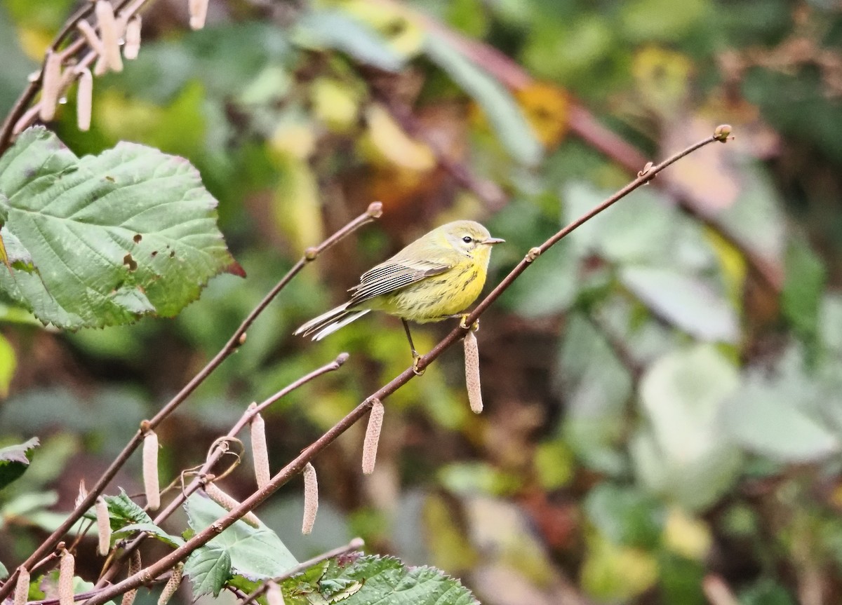 Reinita Galana - ML646826351