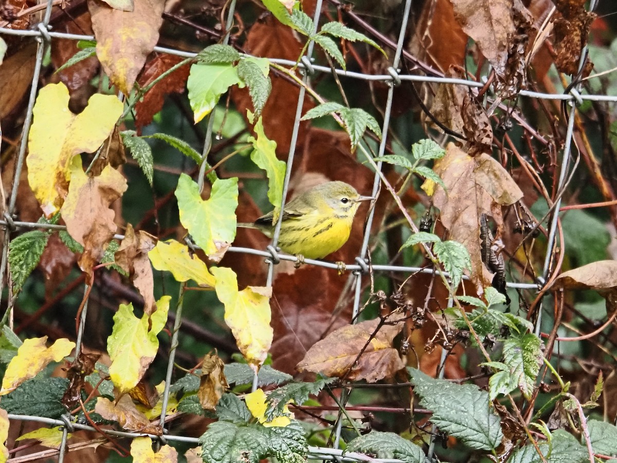 Reinita Galana - ML646826352