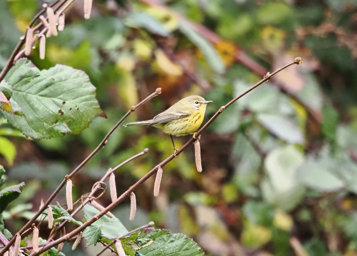 Reinita Galana - ML646826353