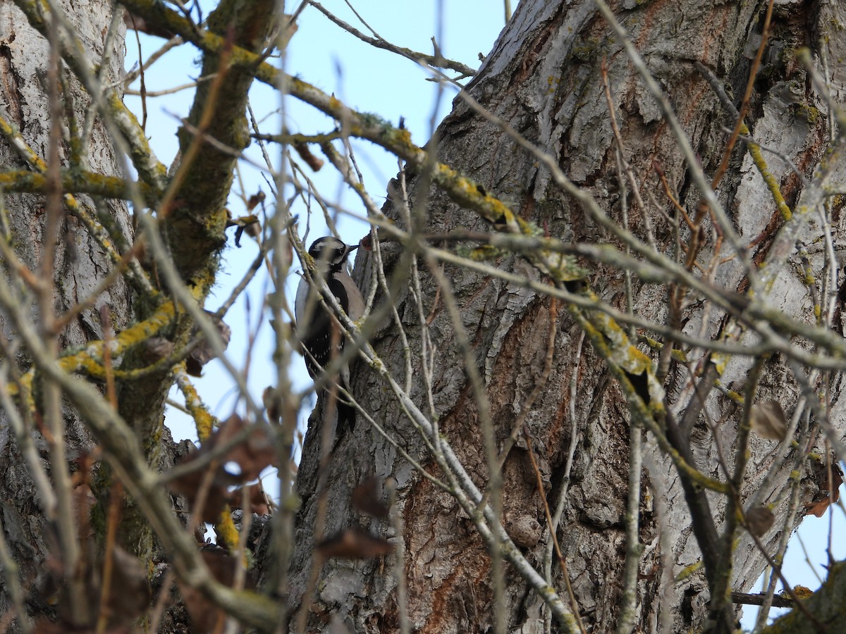 Downy Woodpecker - ML646826354