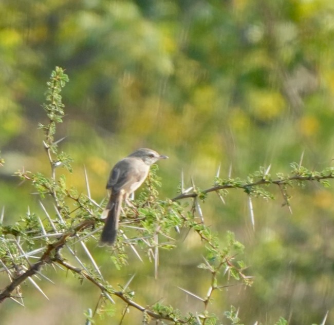 rustkroneprinia - ML646826355