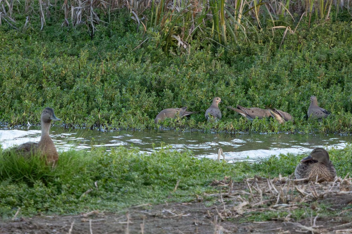 Mourning Dove - ML646826359