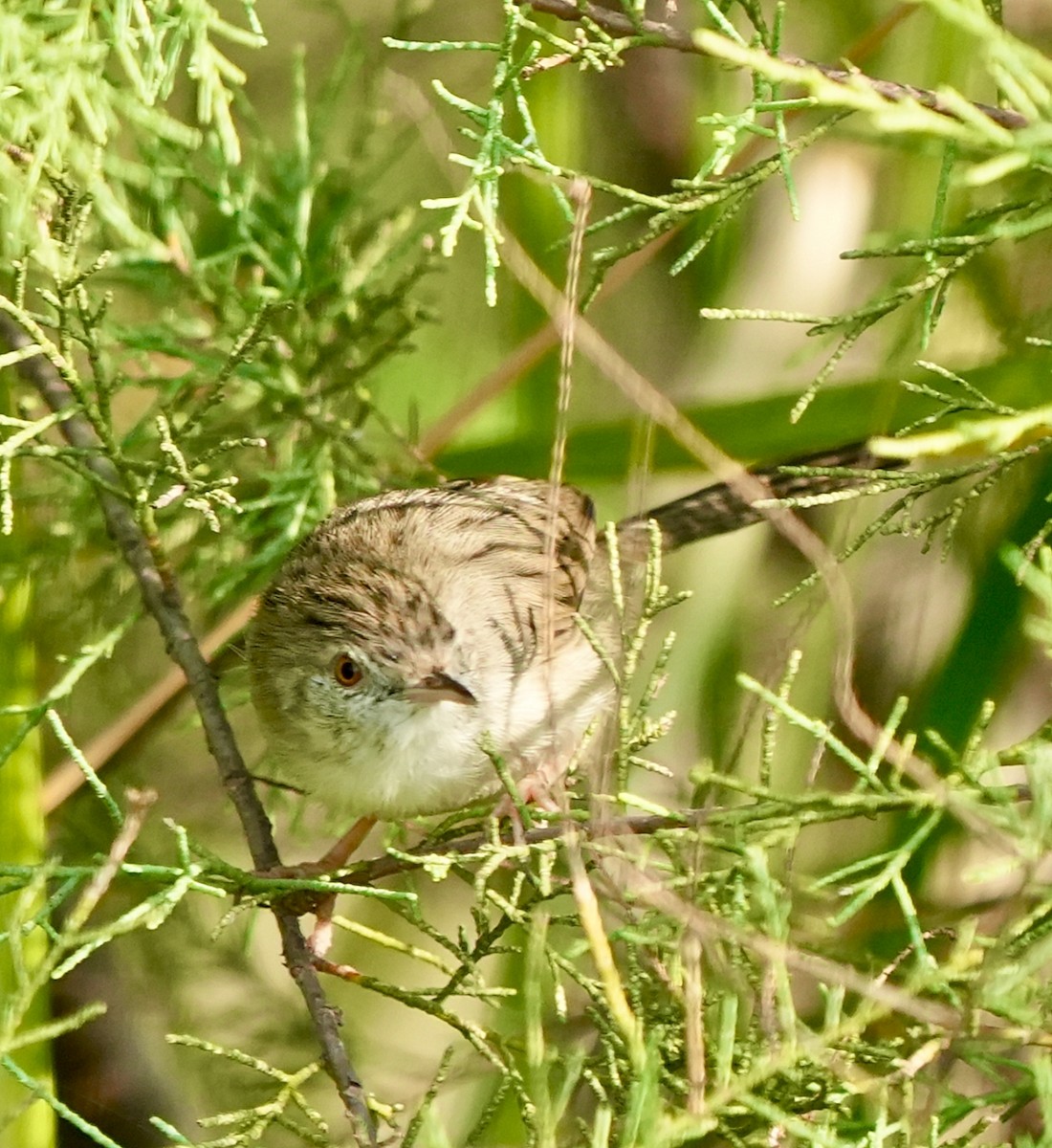 yndeprinia - ML646826367
