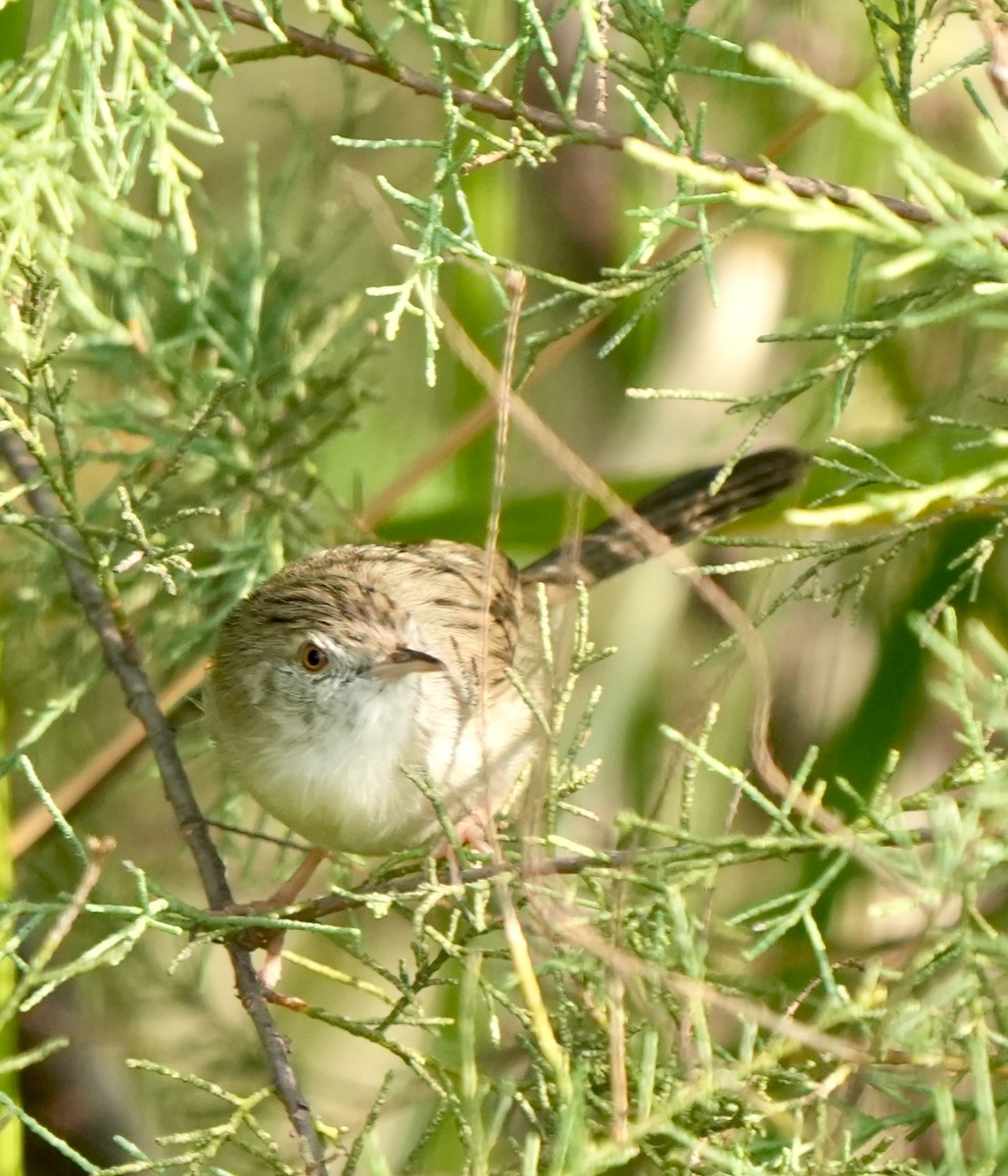 yndeprinia - ML646826368