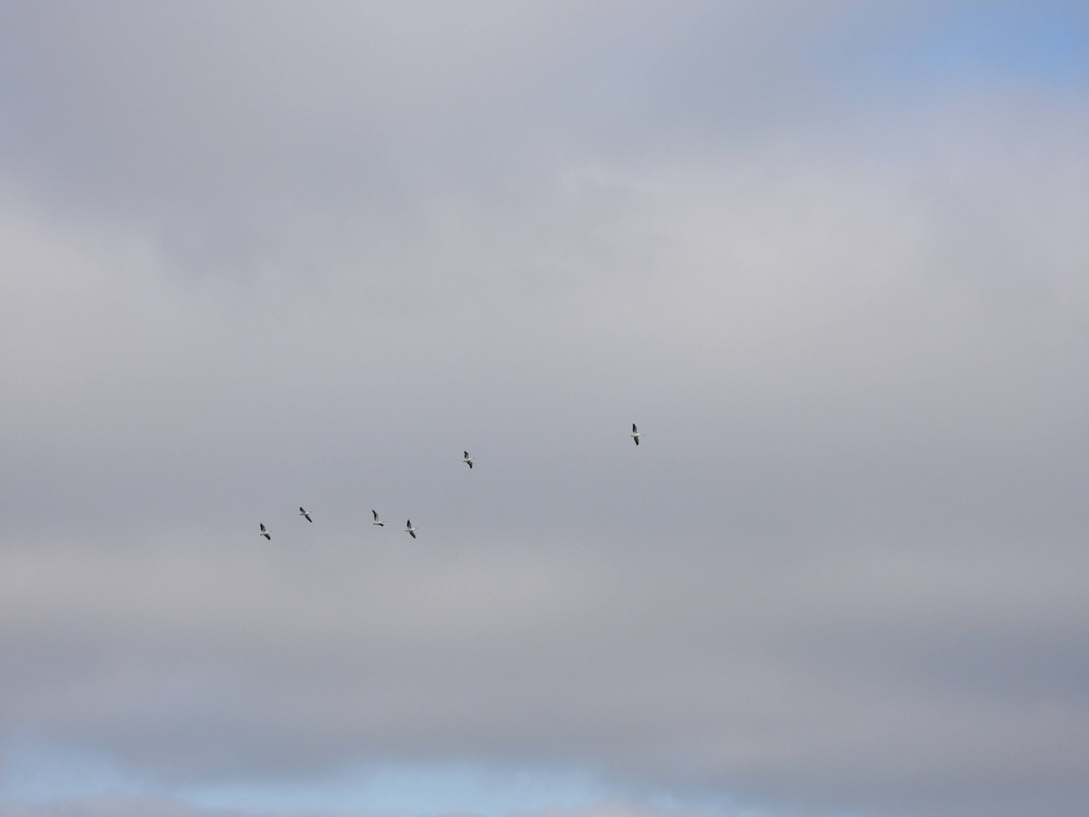 American White Pelican - ML646826370