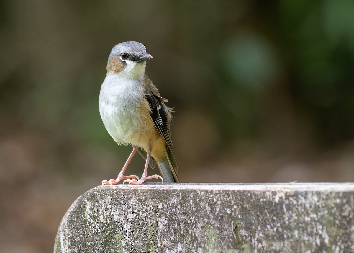 Gray-headed Robin - ML646826372