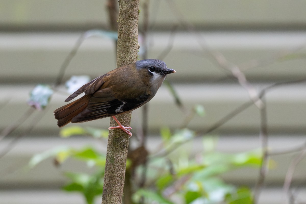 Gray-headed Robin - ML646826373
