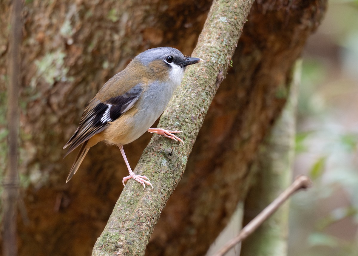 Gray-headed Robin - ML646826374