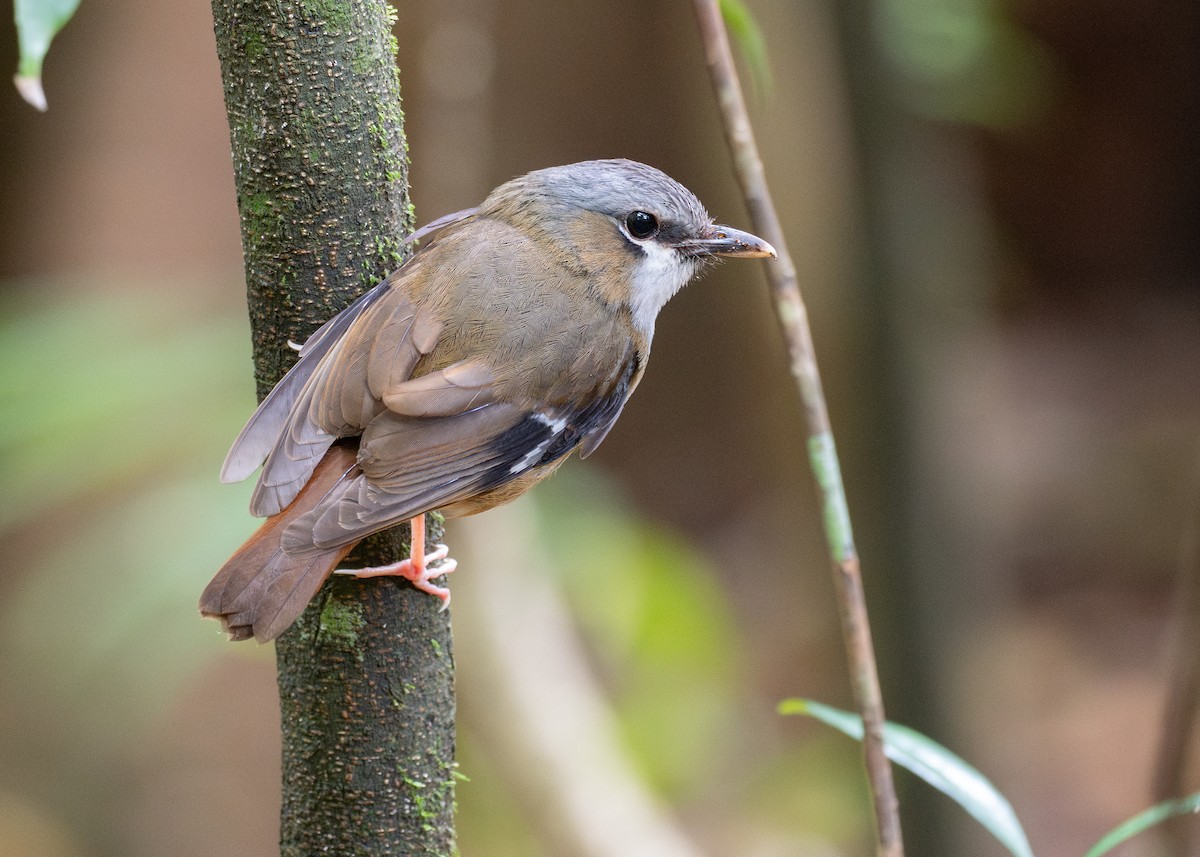 Gray-headed Robin - ML646826375