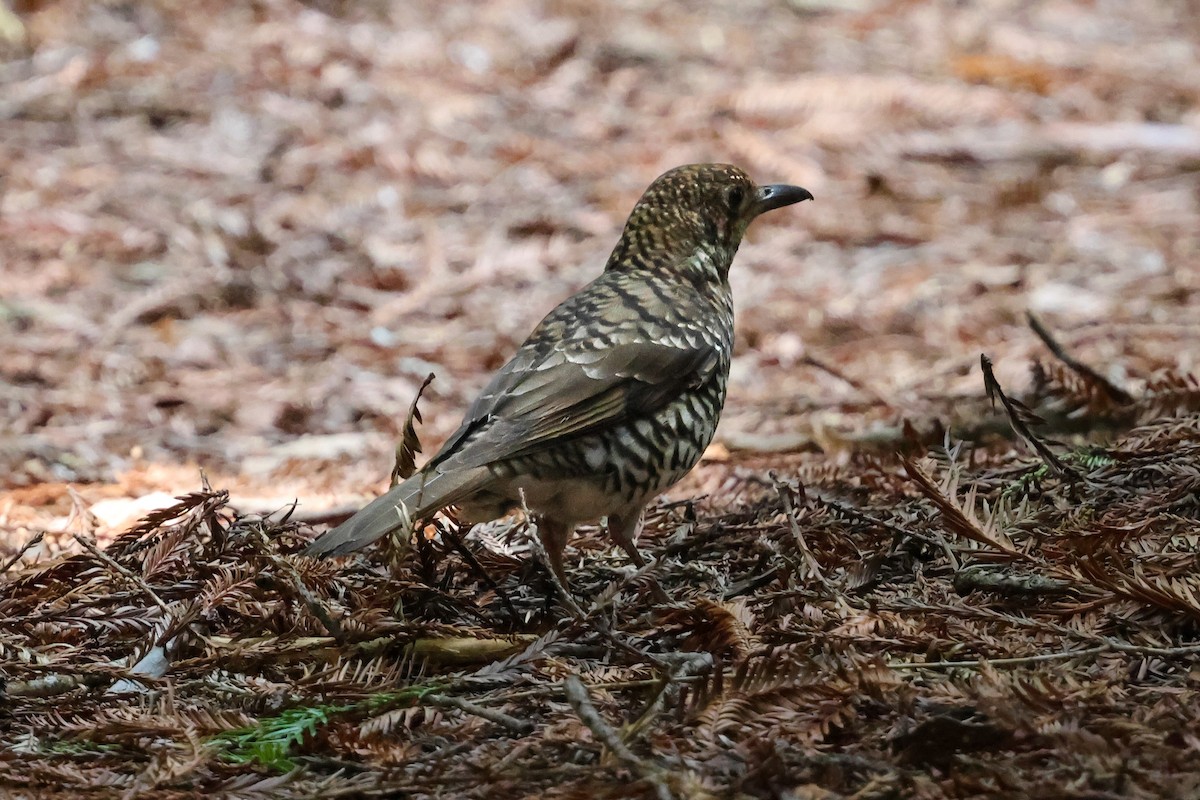 Tasmanerddrossel - ML646826379