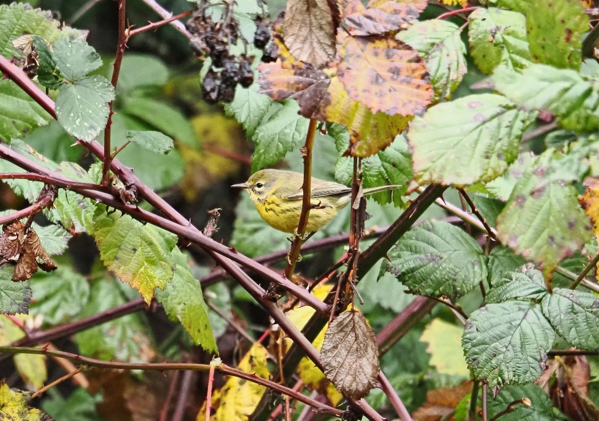 Reinita Galana - ML646826380