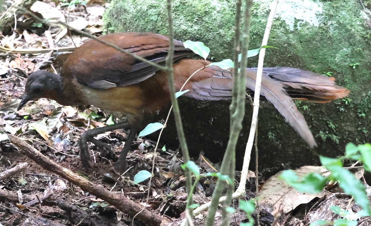 Albert's Lyrebird - ML646826386