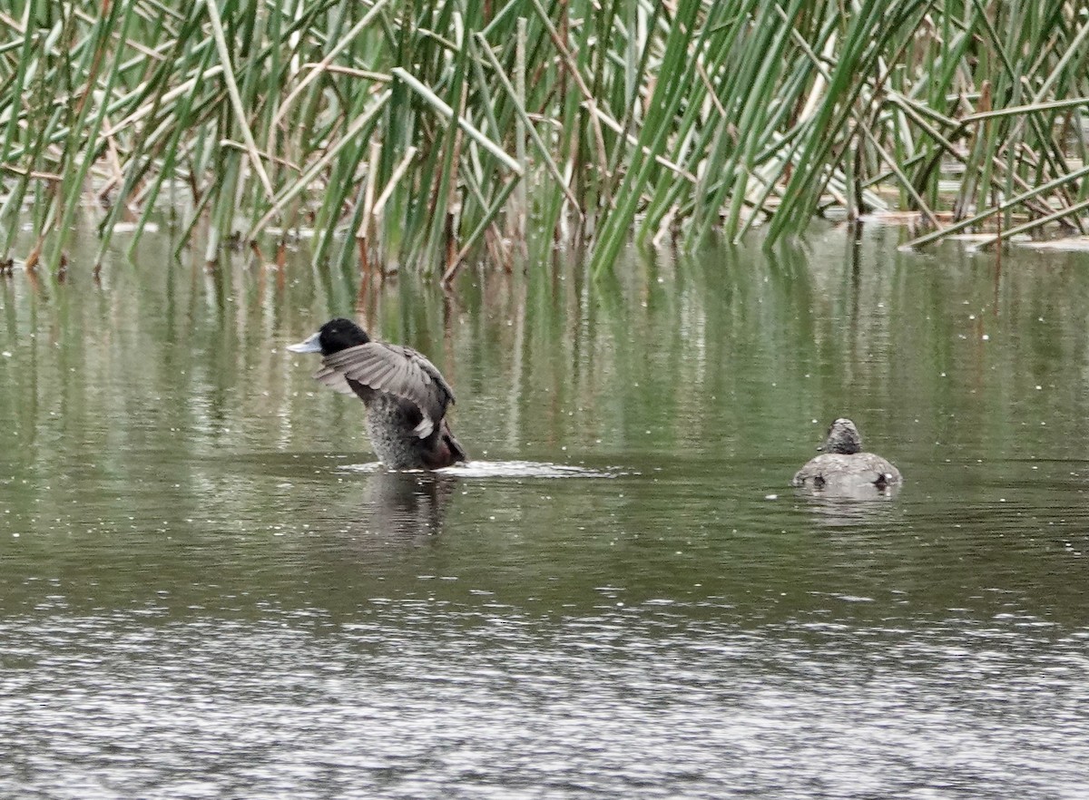 kachnice australská - ML646826389