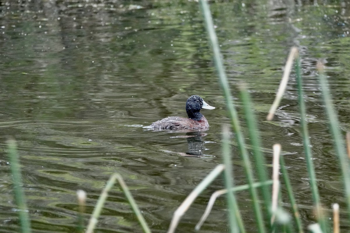 kachnice australská - ML646826390