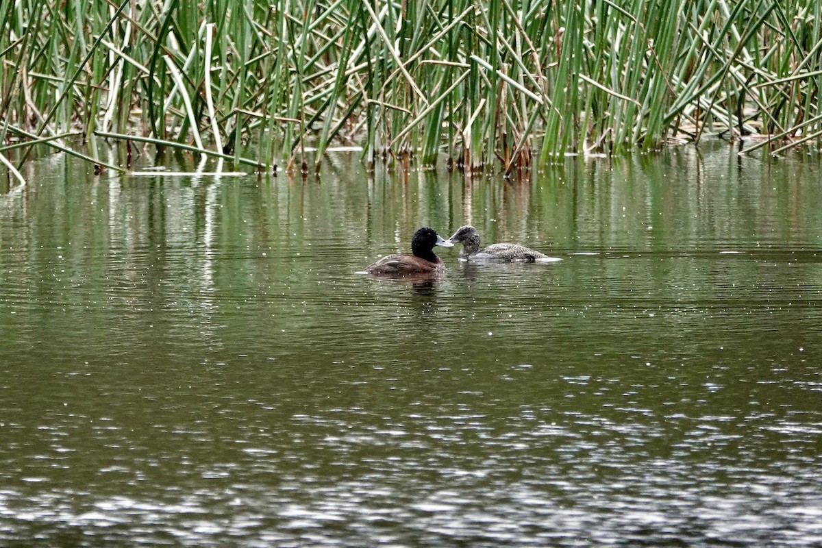 kachnice australská - ML646826391