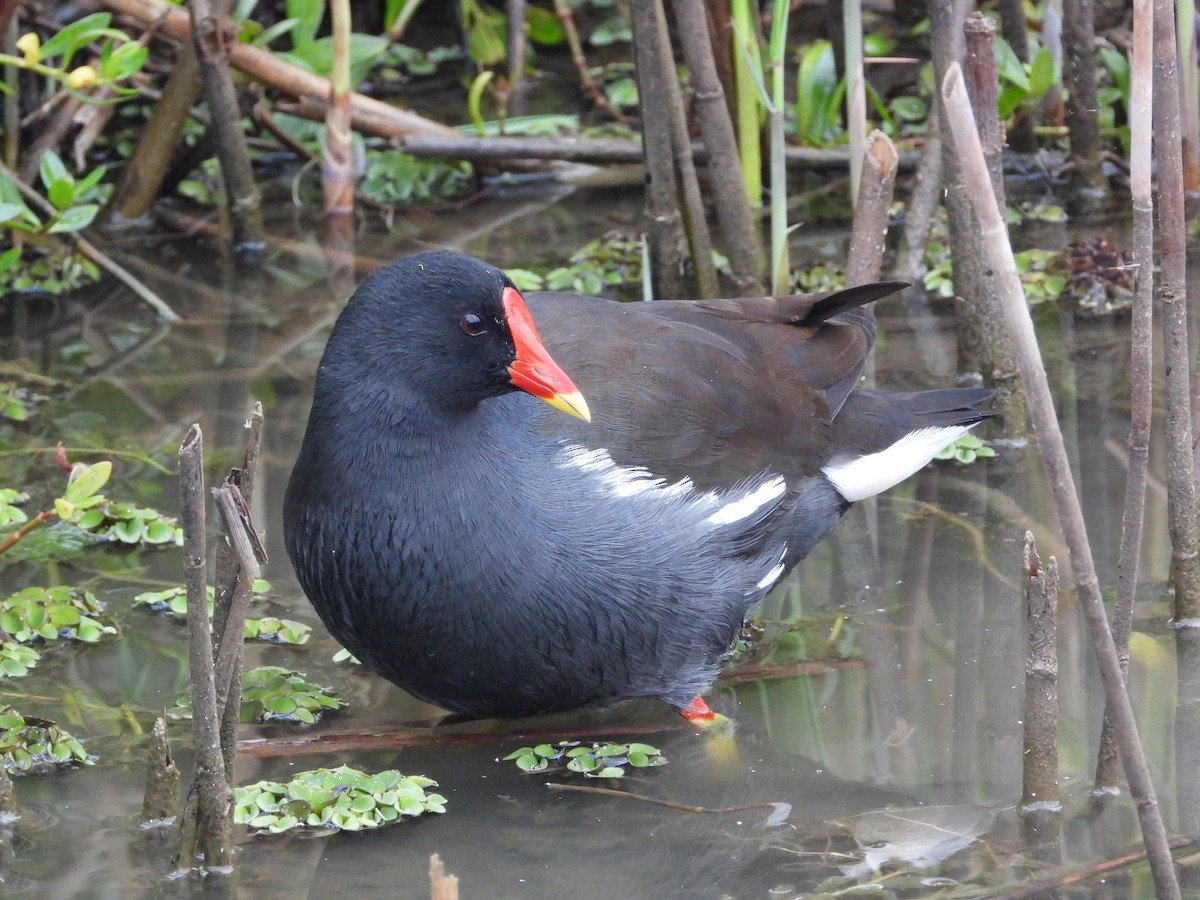 סופית - ML646826393