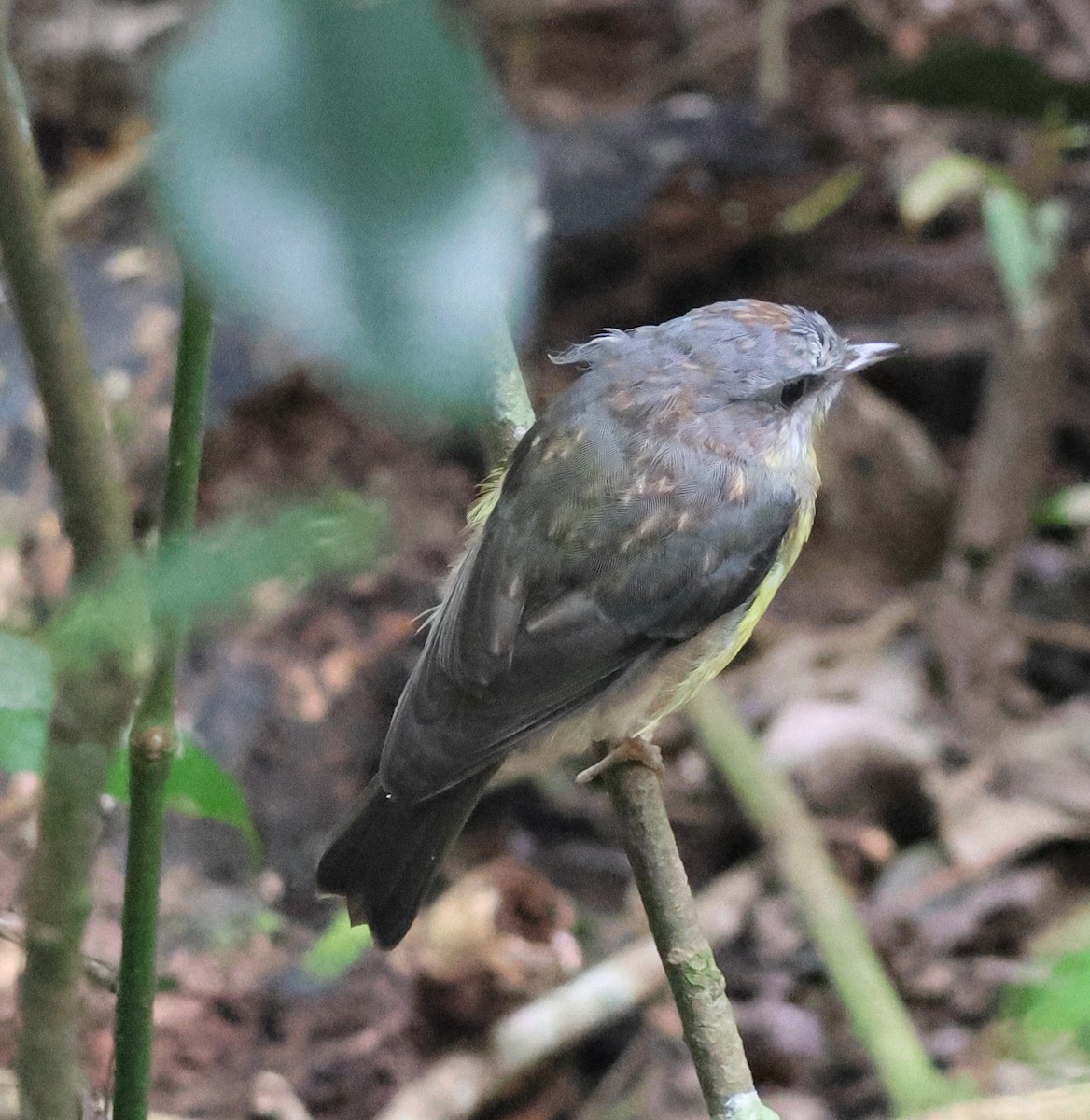 Eastern Yellow Robin - ML646826395