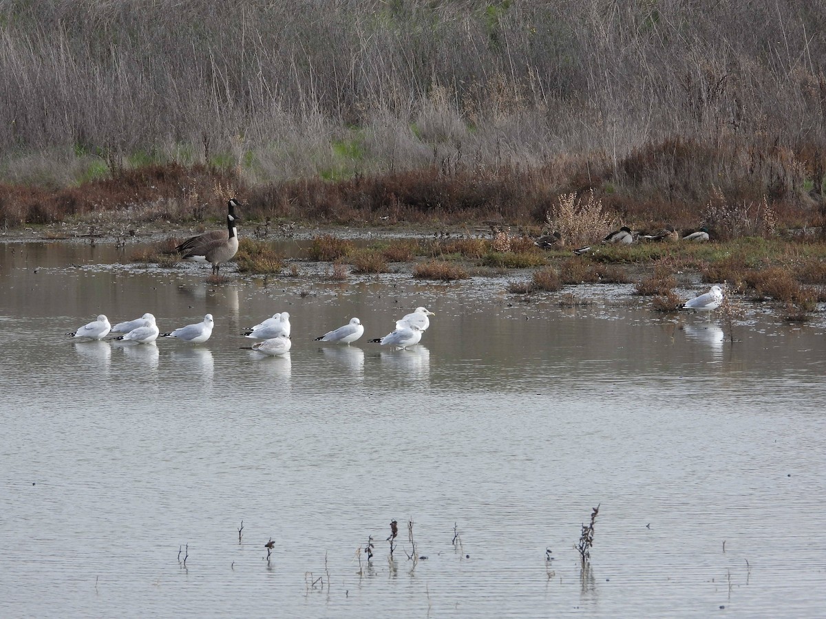 Ring-billed Gull - ML646826397