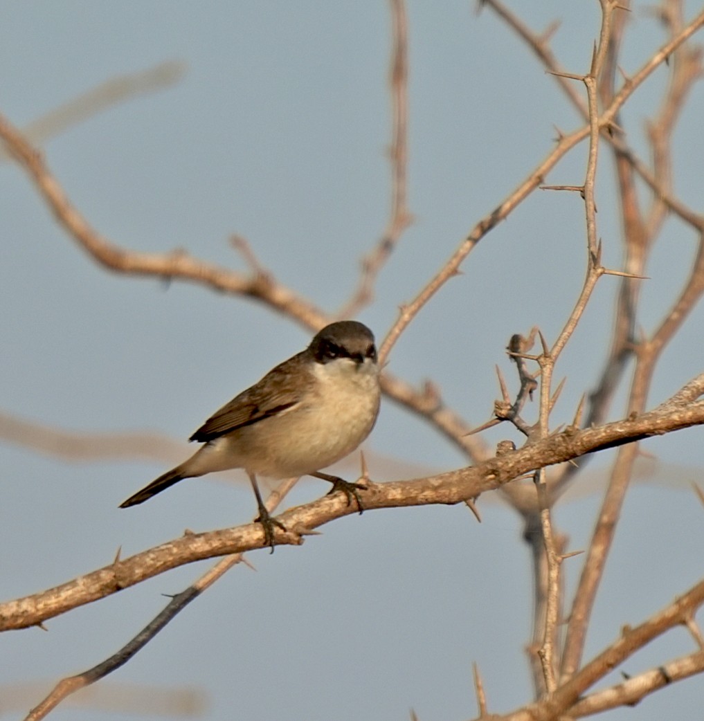 møller - ML646826398