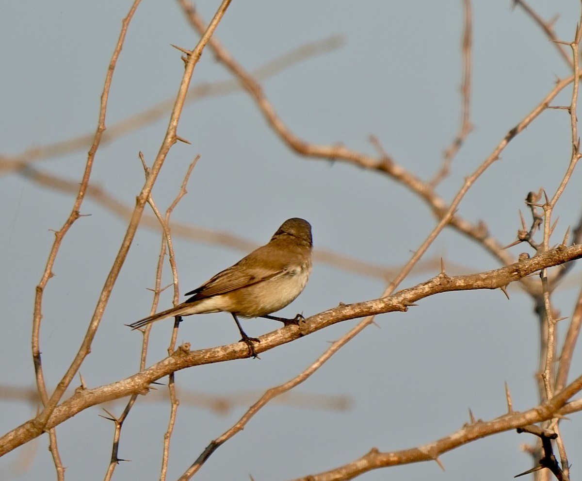 møller - ML646826399