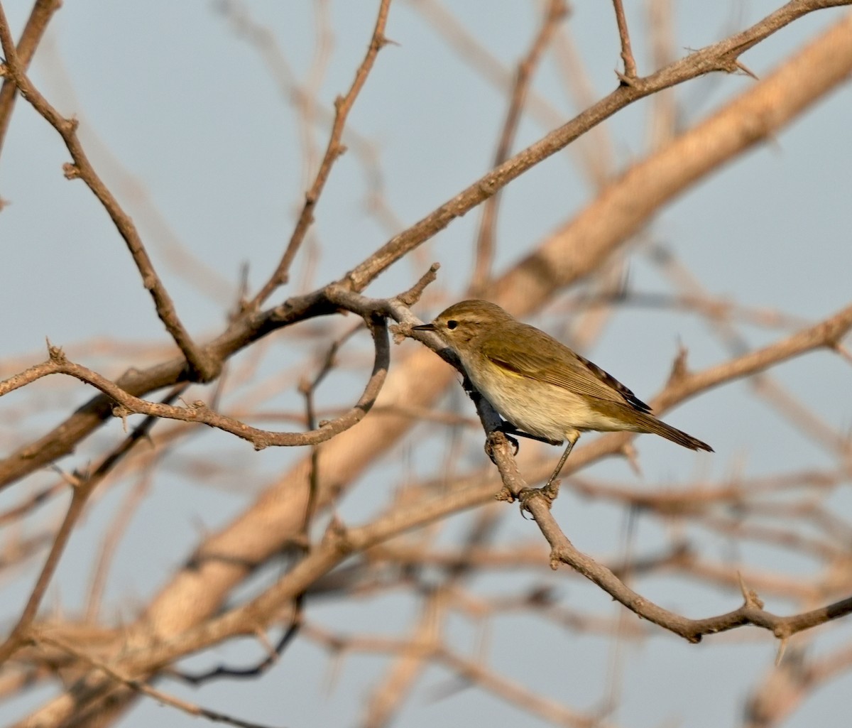 møller - ML646826400