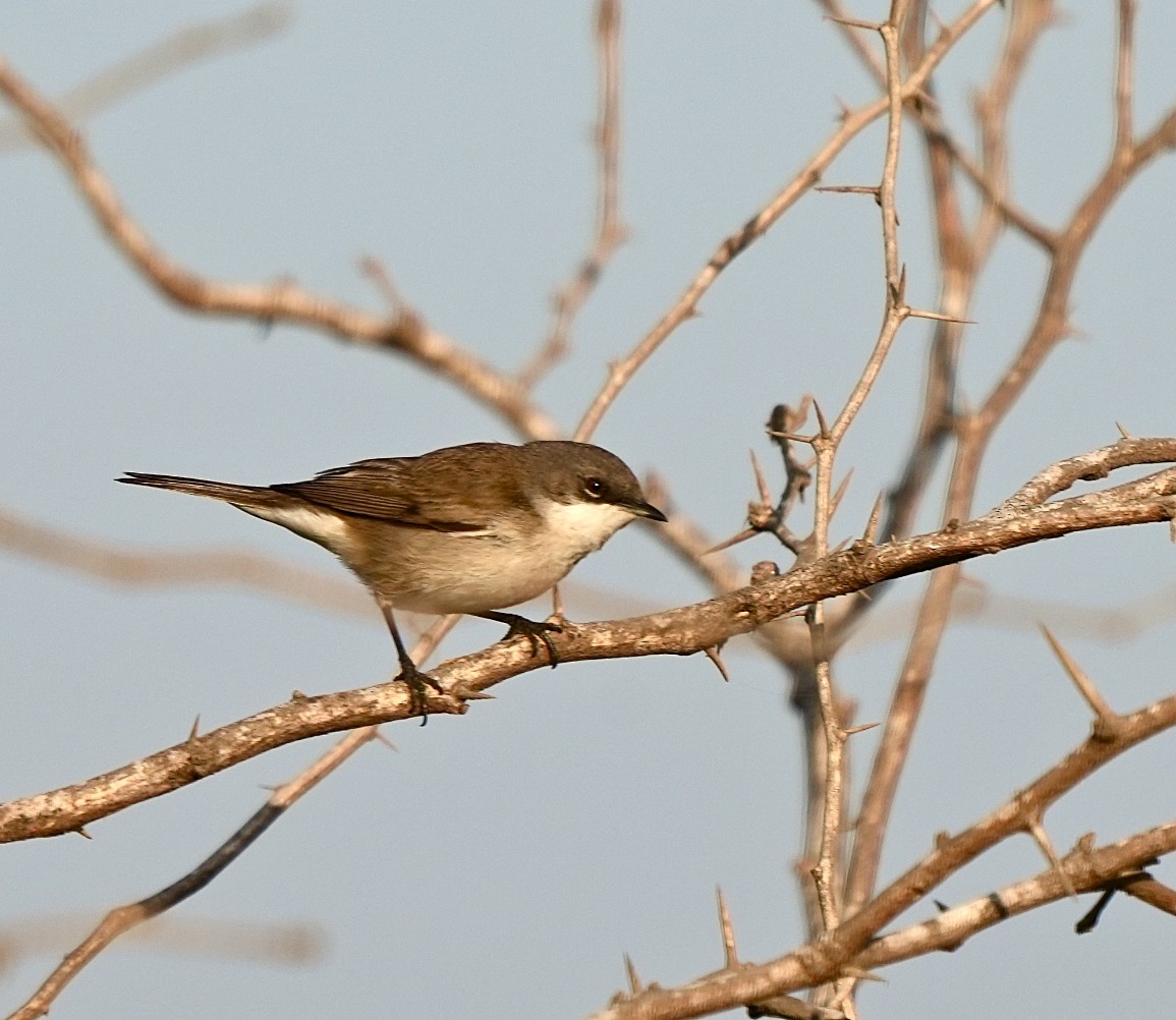 møller - ML646826401