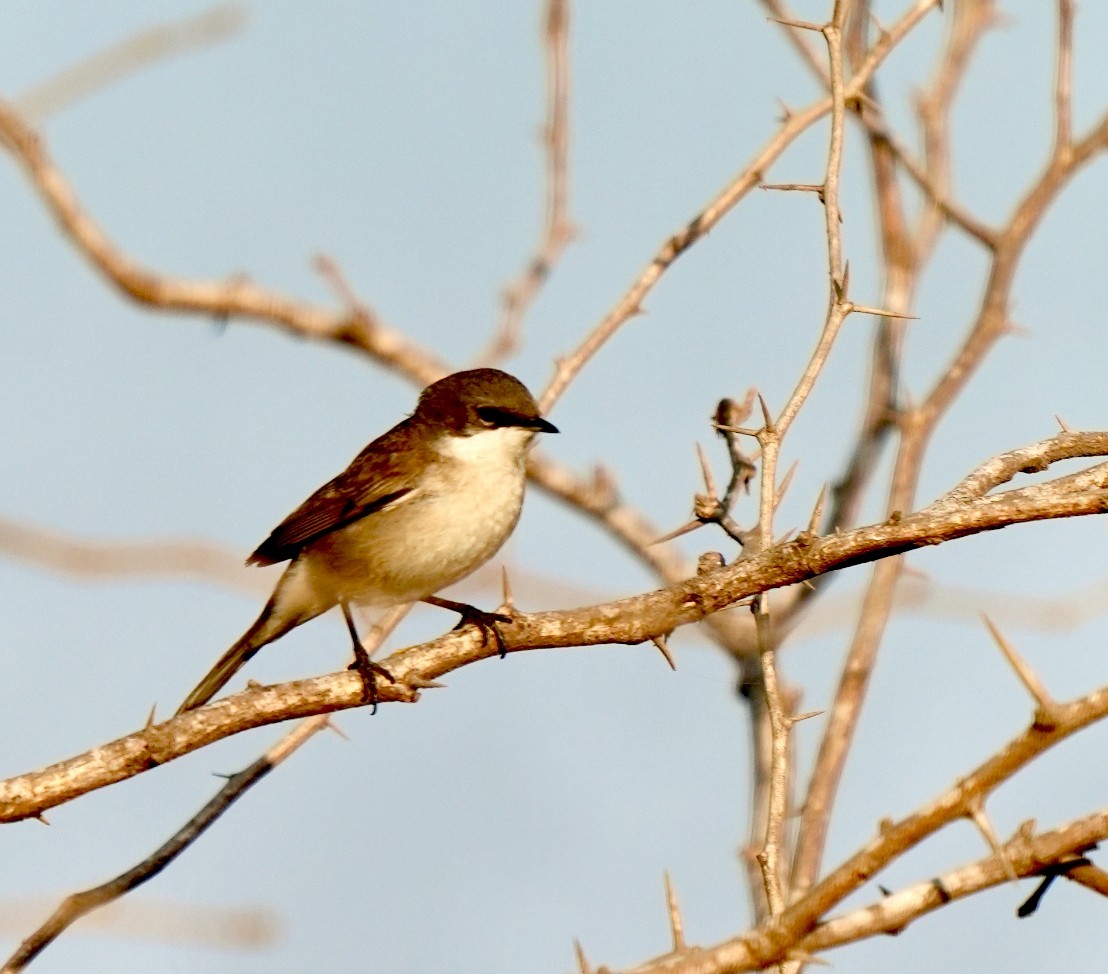 møller - ML646826402