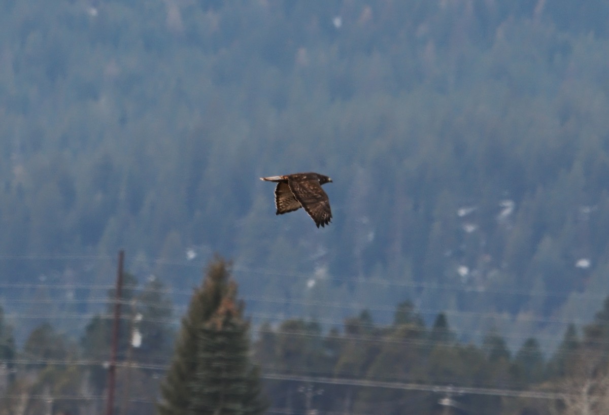 Busardo Colirrojo (harlani) - ML646826403