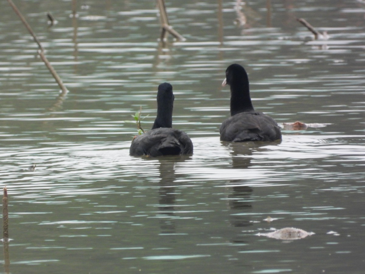 אגמית מצויה - ML646826404