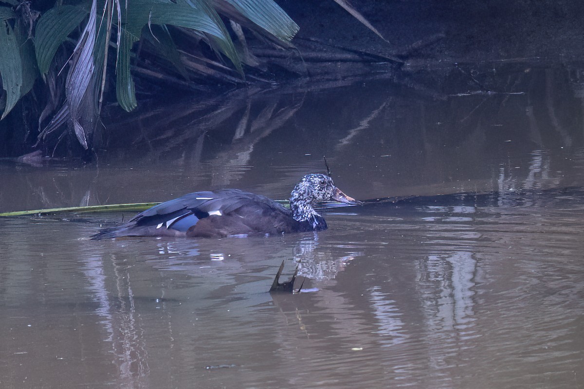 Качка білоголова - ML646826405