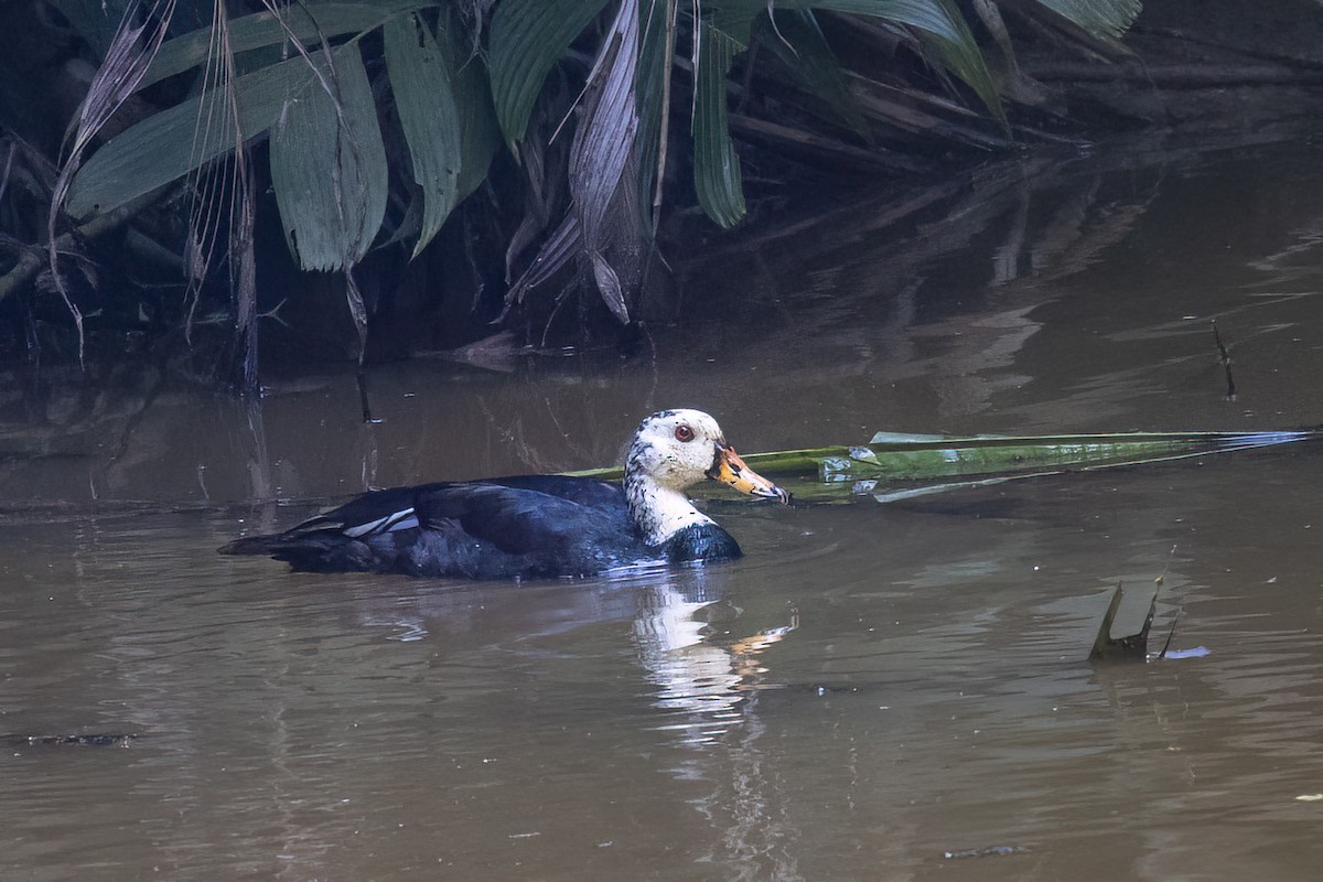 Качка білоголова - ML646826406