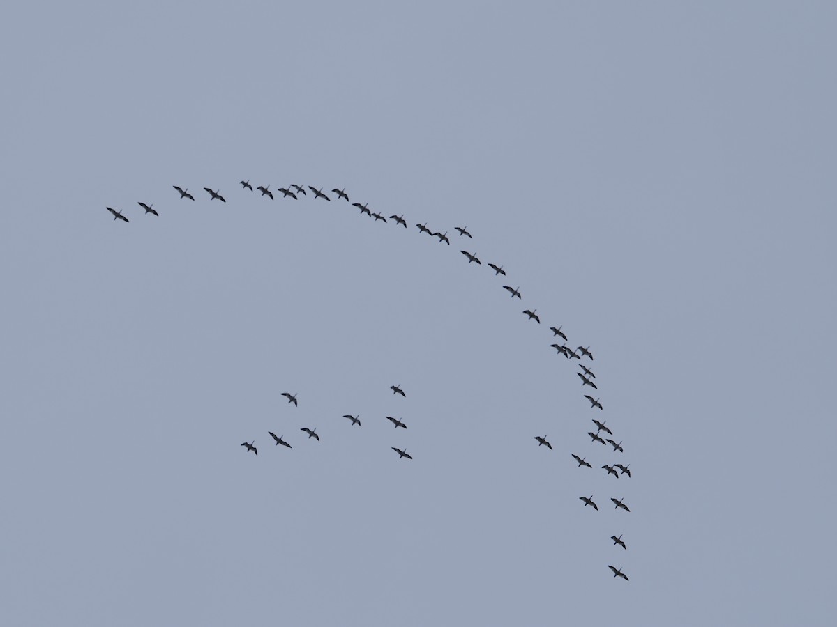 Ánsar Nival - ML646826412