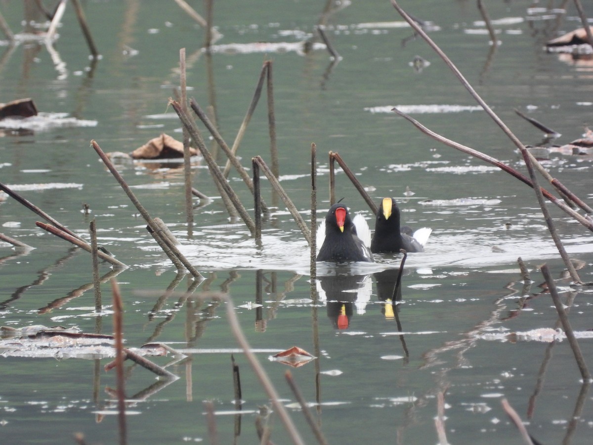 סופית - ML646826413