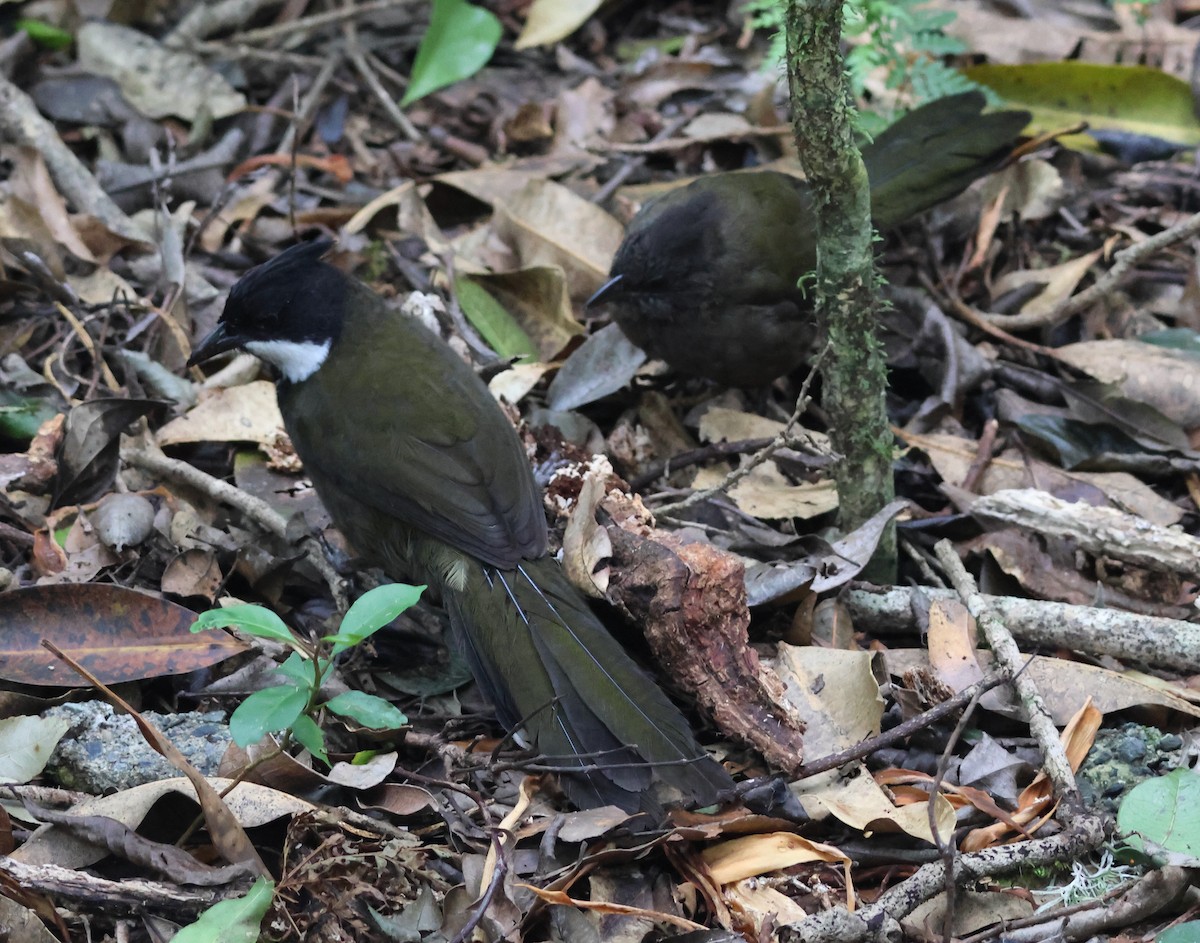 Eastern Whipbird - ML646826414