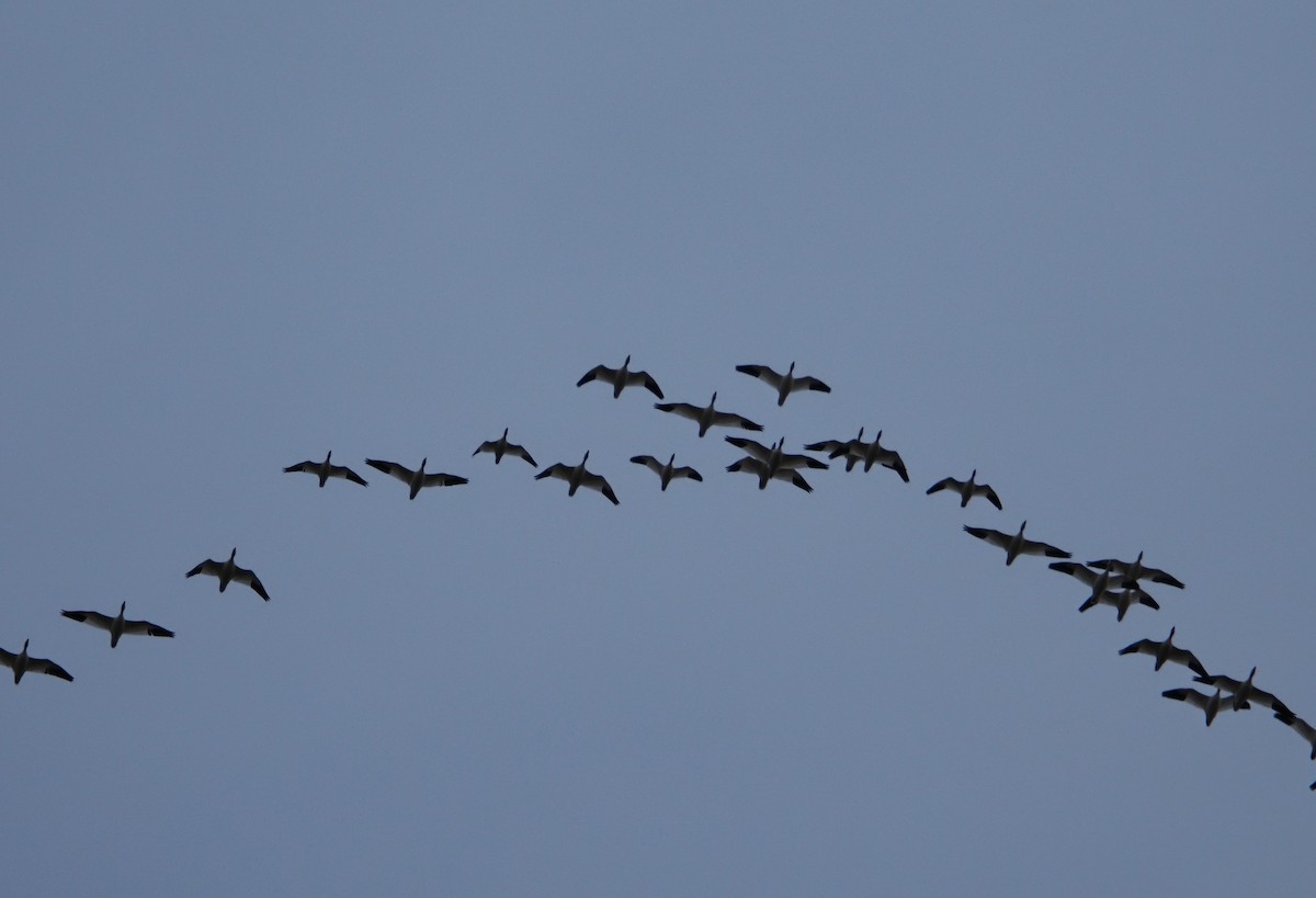 Ánsar de Ross - ML646826415