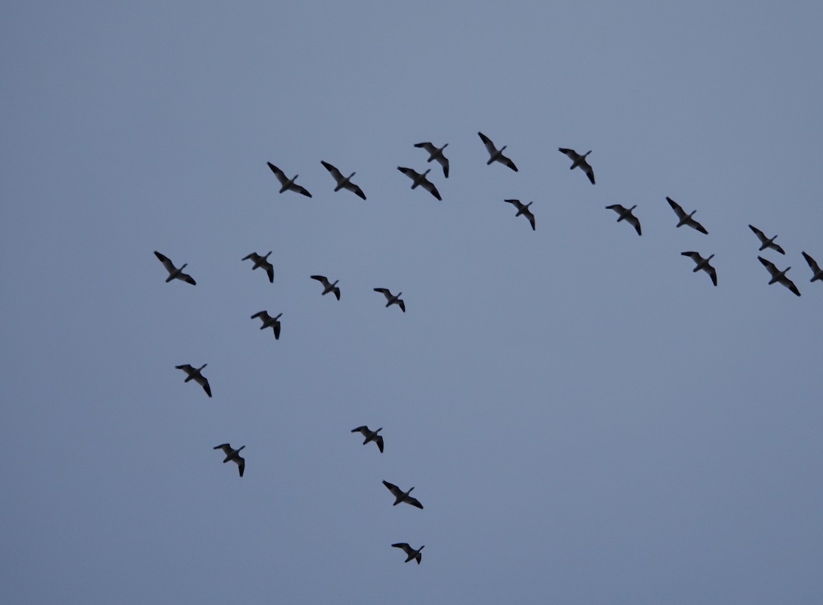 Ánsar de Ross - ML646826416