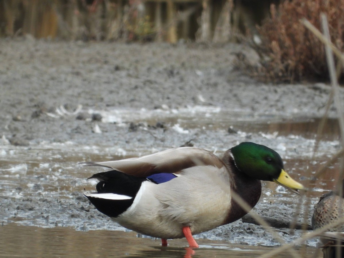 Mallard - ML646826417