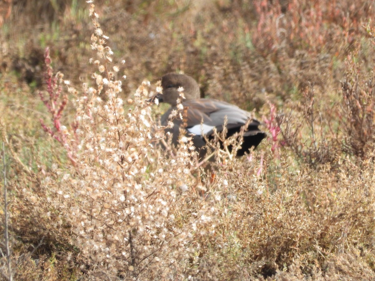 Gadwall - ML646826418