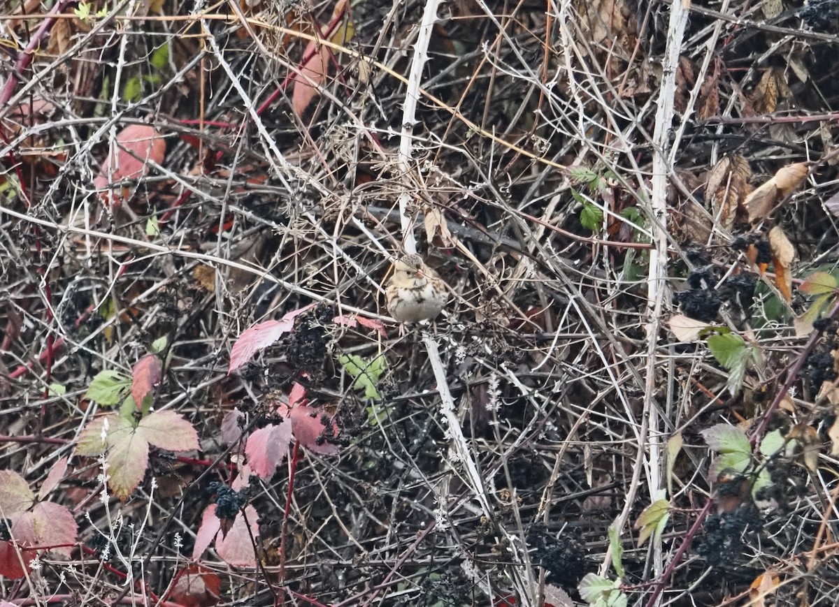 Chingolo de Harris - ML646826420