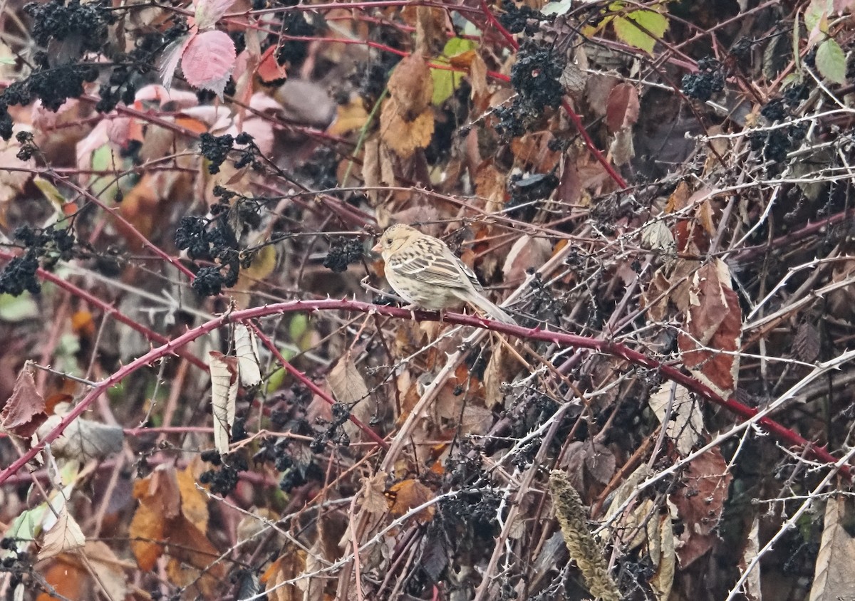 Chingolo de Harris - ML646826421