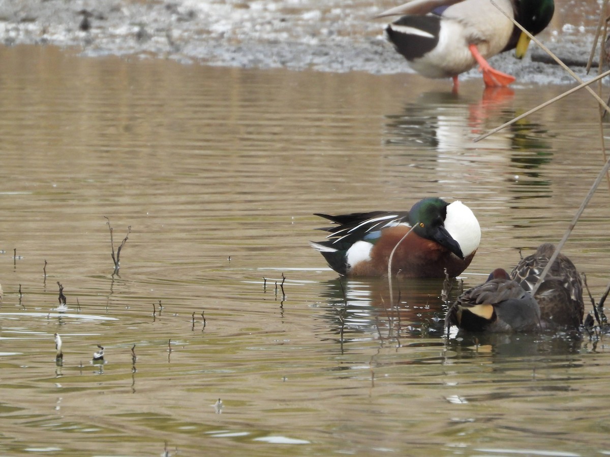Northern Shoveler - ML646826425