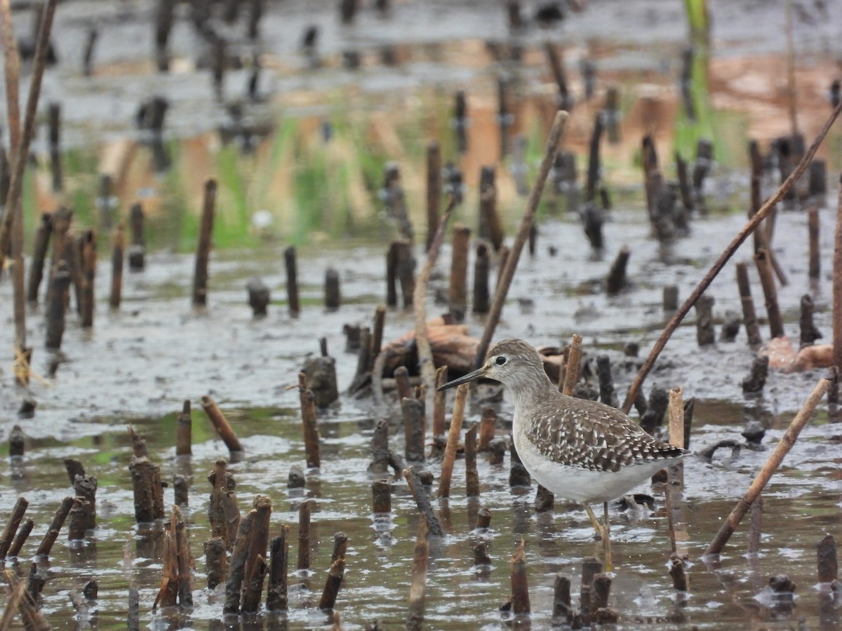 vodouš bahenní - ML646826426