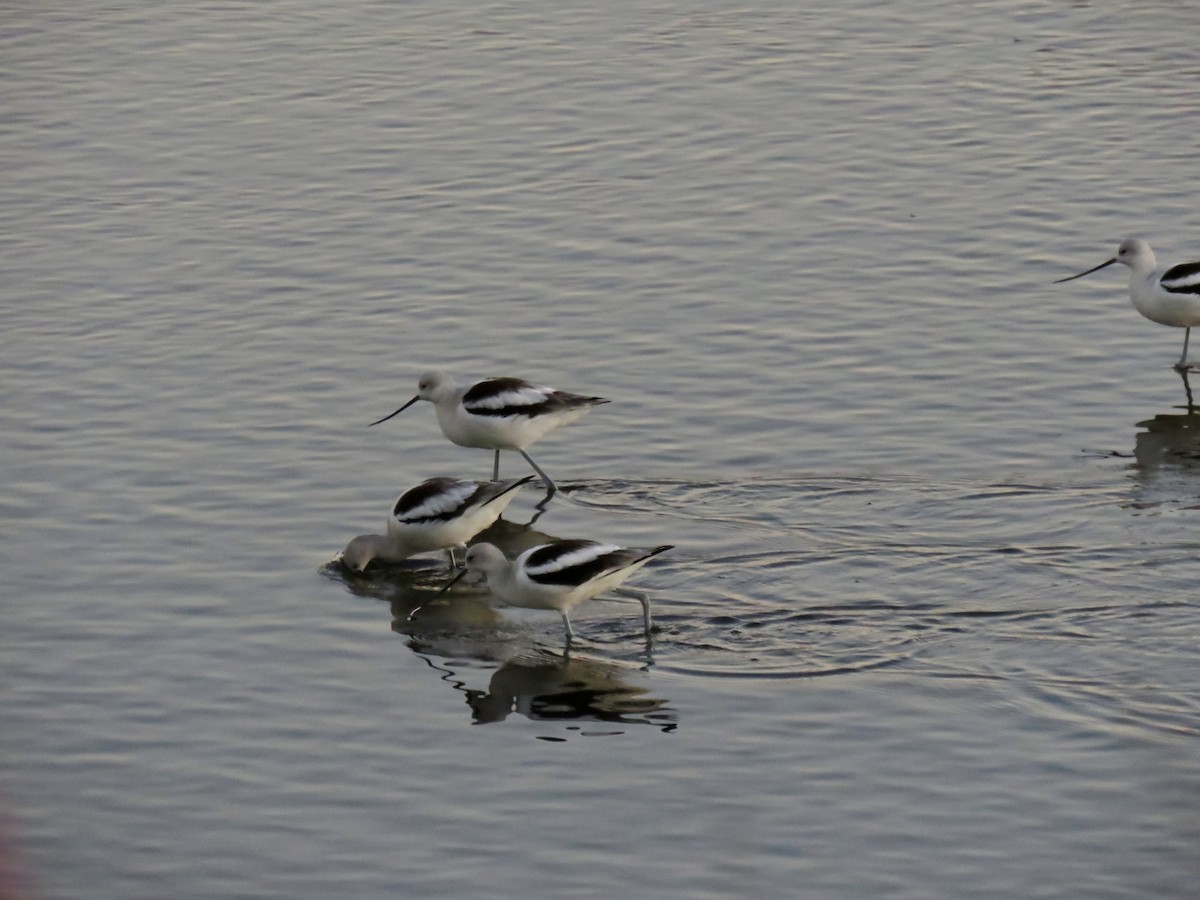 Abozeta laranja - ML646826427