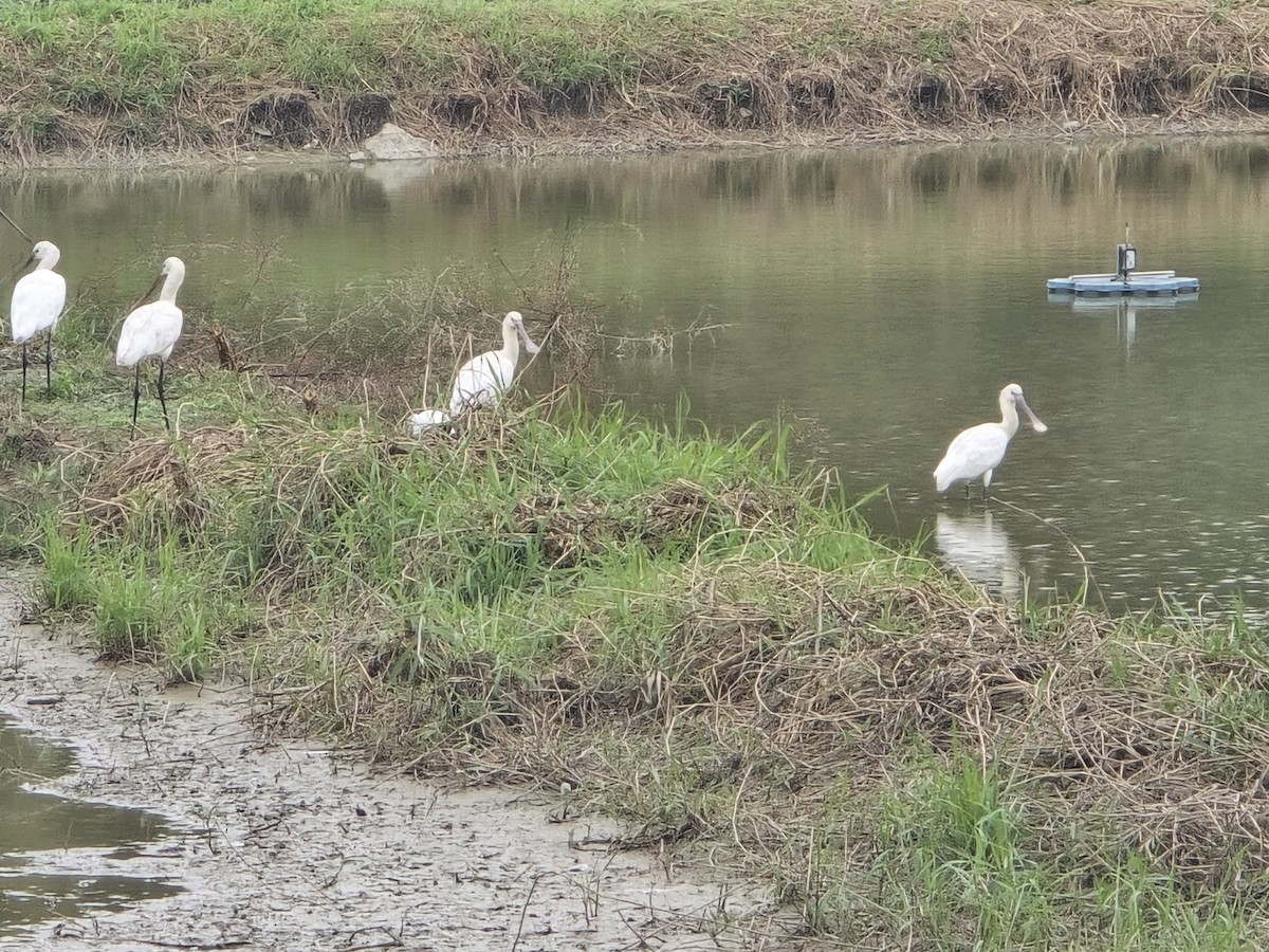 白琵鷺 - ML646826428