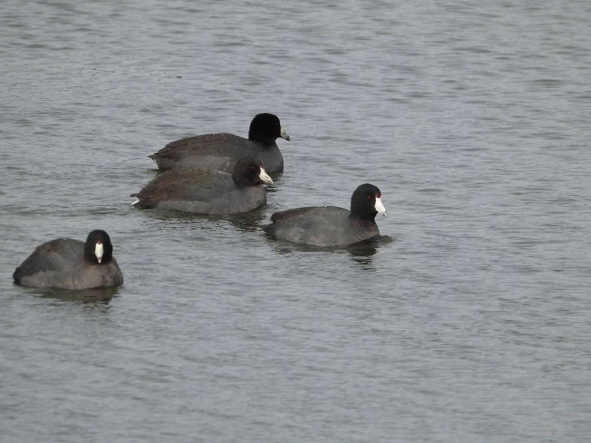 American Coot - ML646826430