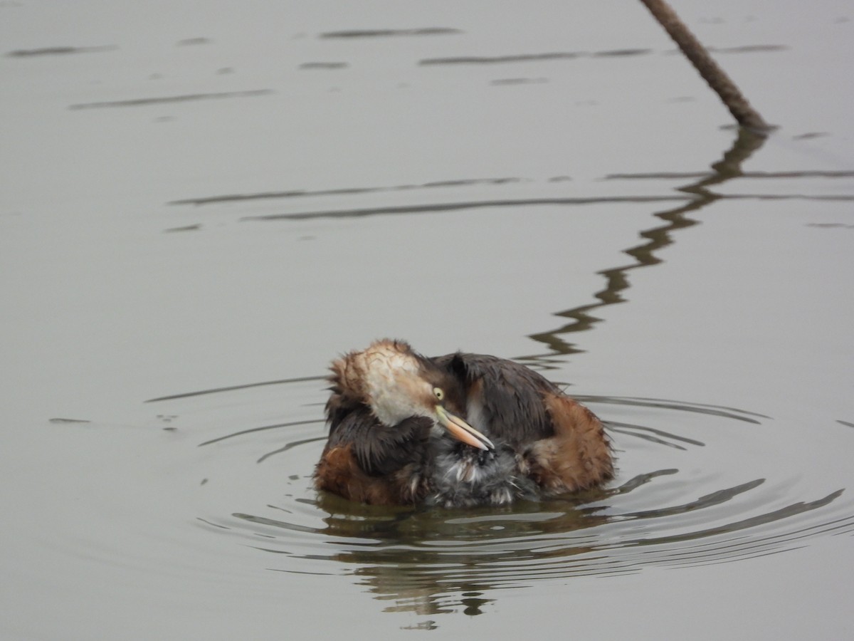 טבלן גמדי - ML646826434