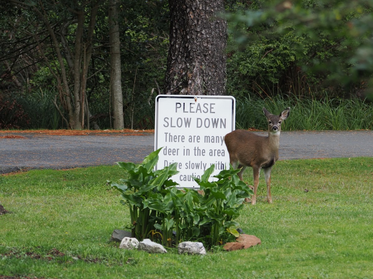 Venado bura - ML646826436