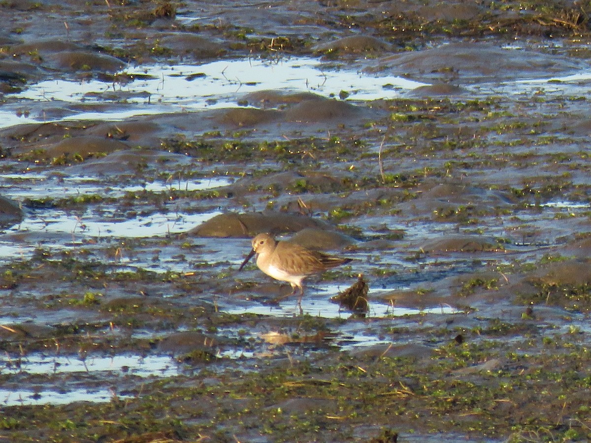 Txirri arrunta - ML646826440