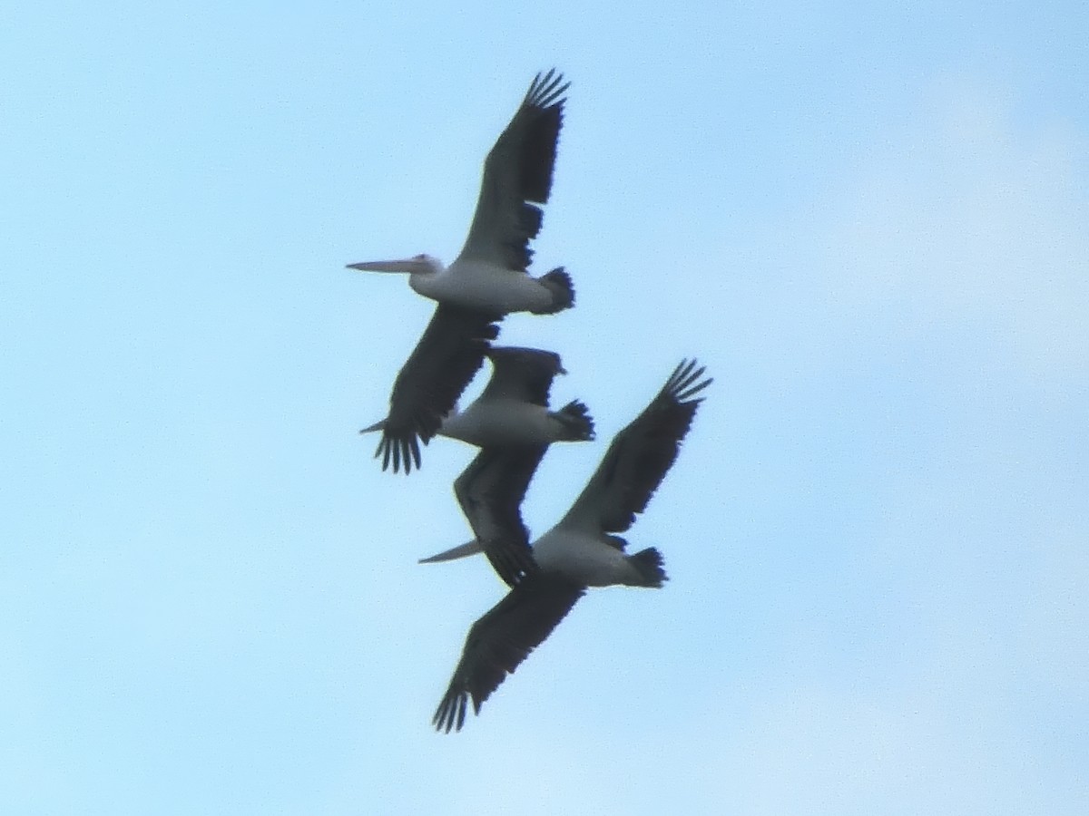 Pélican à lunettes - ML646826442