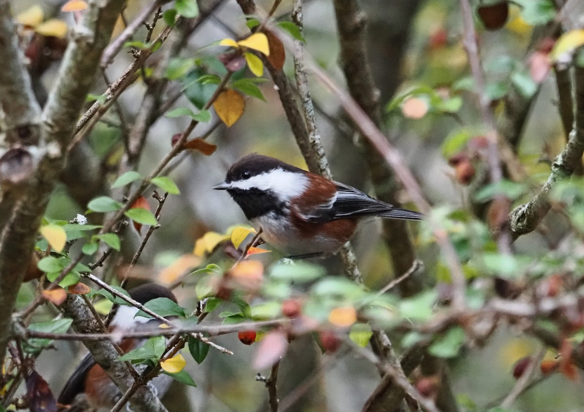 Carbonero Dorsicastaño - ML646826443